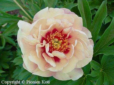 Paeonia Itoh-Ryhmä 'Magical Mystery Tour' itoh-pensaspioni